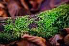 CL-L3 RUPO4746