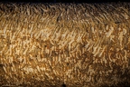 CL-L10 RUPO4659