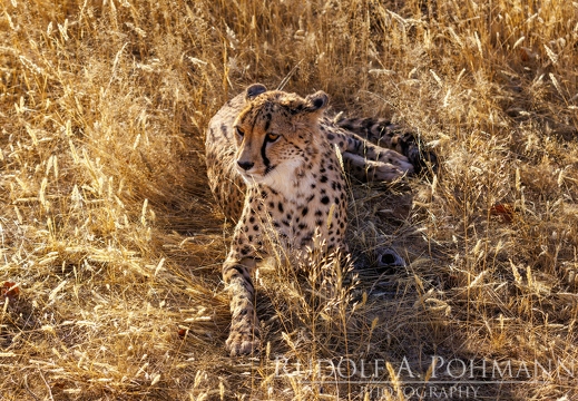 Cheetah Guestfarm - Namibia