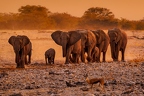 Etosha I - Namibia