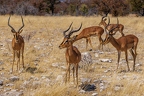 Etosha II - Namibia