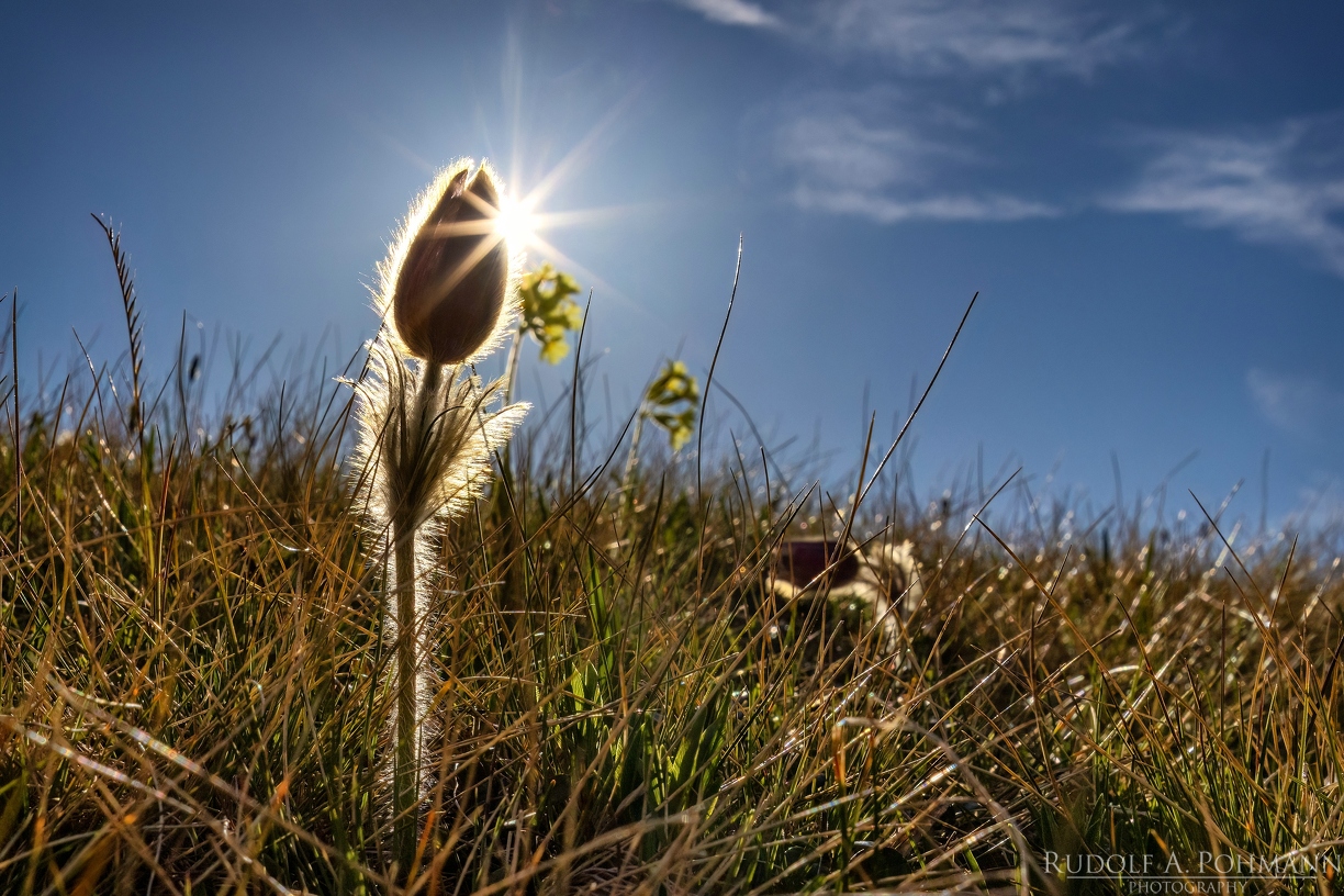 CL-PR-1-RUPO2274-307-308-309