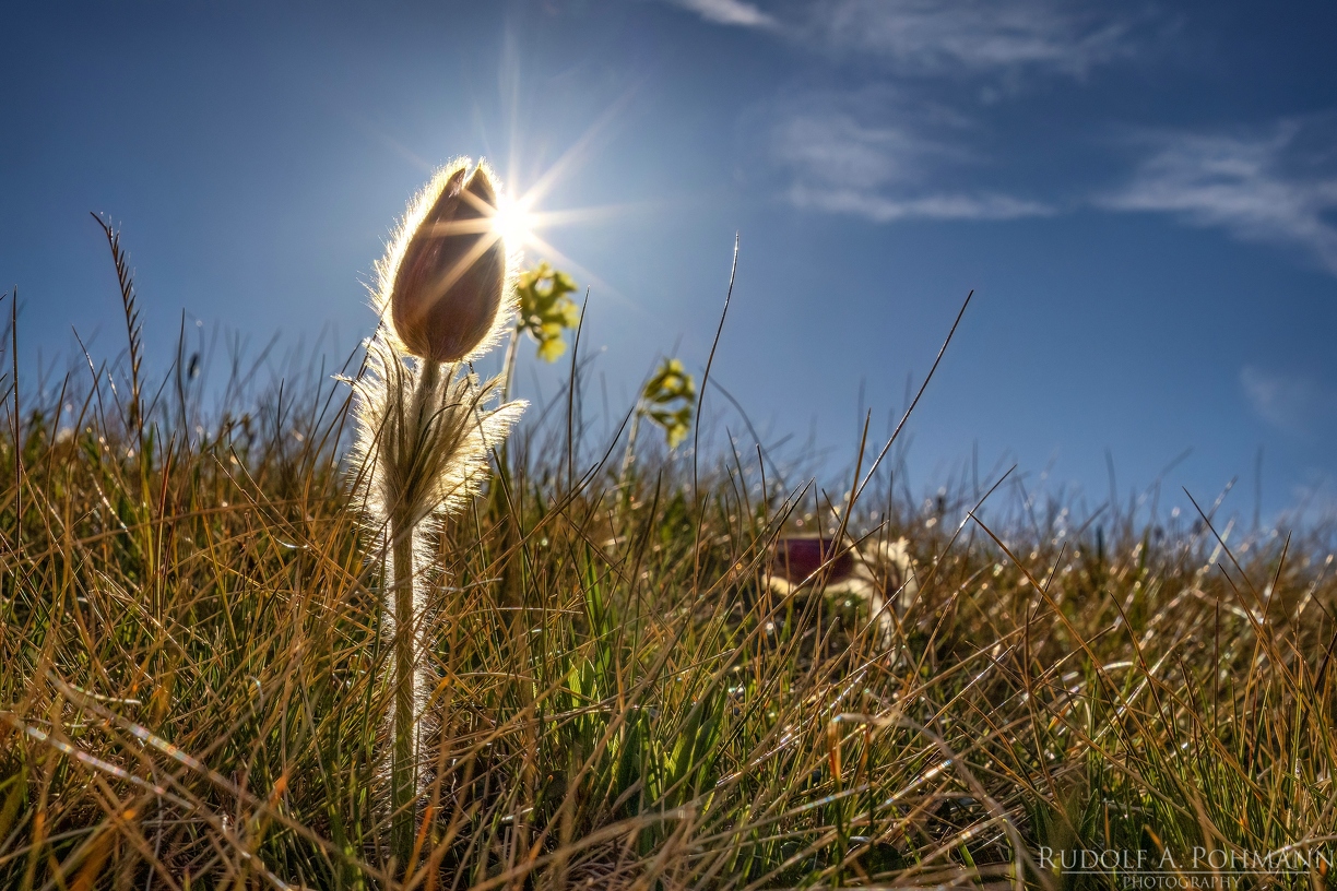 CL-PR-1-RUPO2274-307-308-309-2