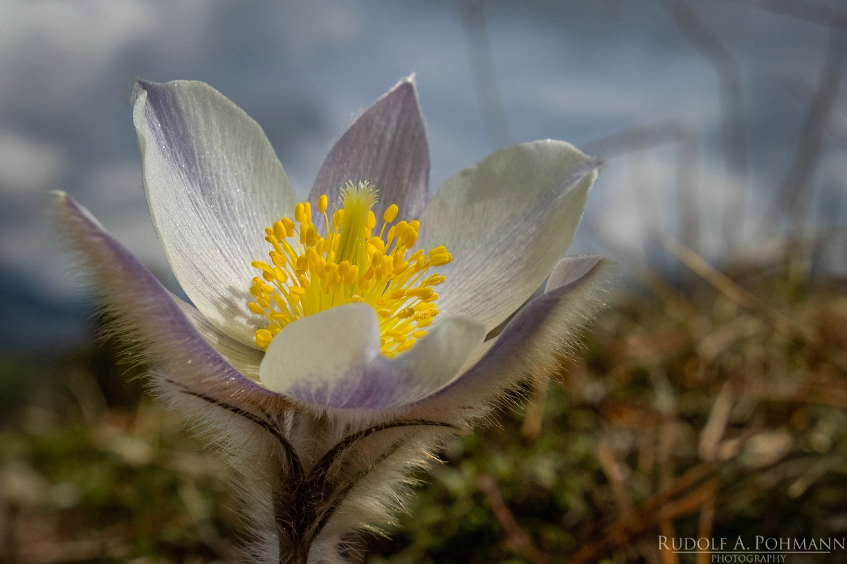 CL-PR-1-RUPO2483-295