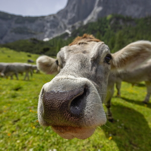 Kühe - Halleranger - 2024