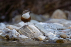 Wasseramsel und Rehn Frühling 2026