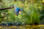 Eisvogel 2026