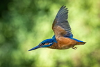 Eisvogel 2026